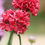 Thumbnail: Armeria pseudarmeria 'Ballerina Red'