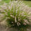 Thumbnail: Pennisetum alopecuroides