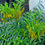 Thumbnail: Mahonia eurybracteata 'Soft Caress'