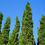 Thumbnail: Cupressus sempervirens 'Totem Pole'