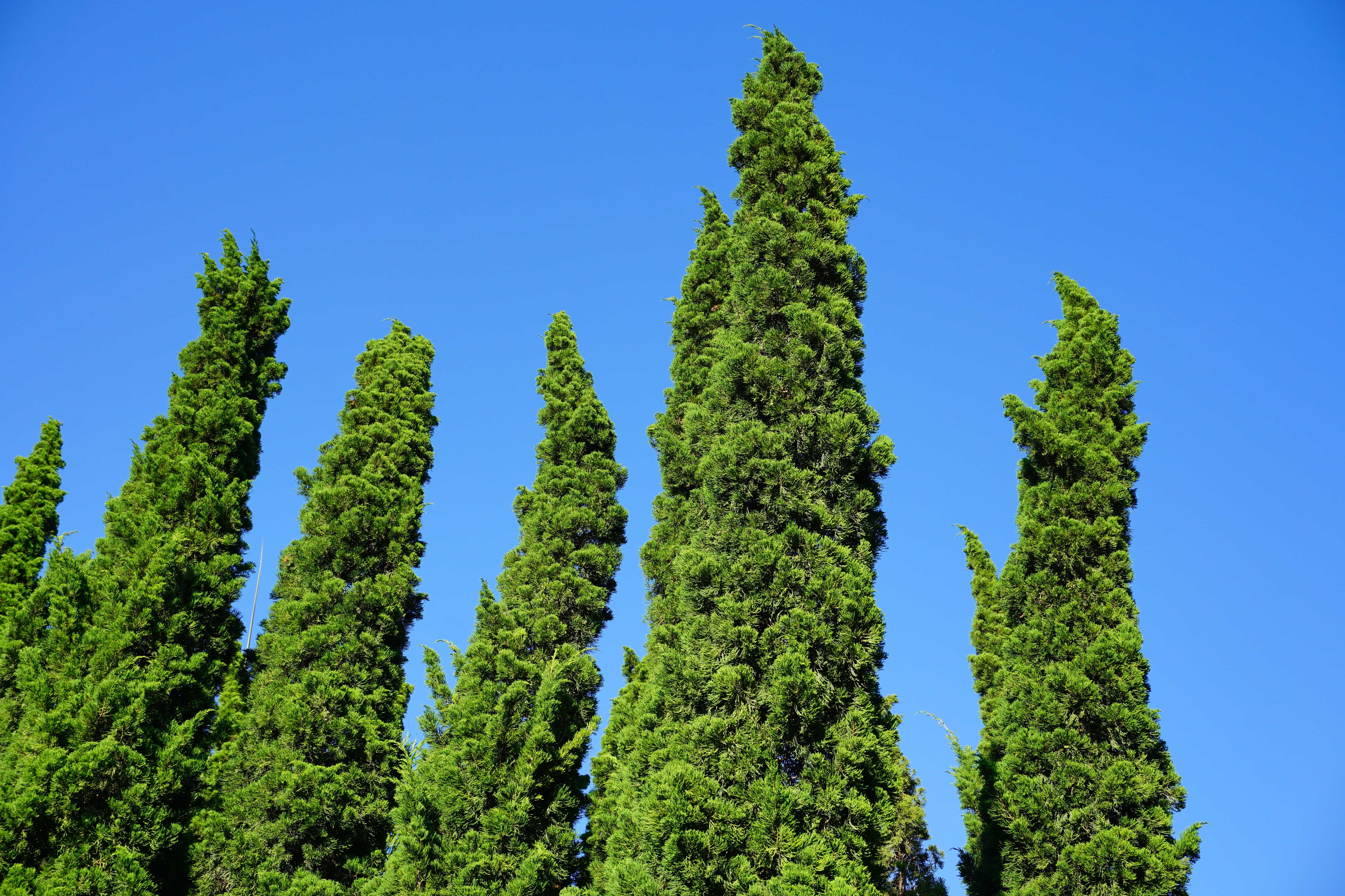 Cupressus sempervirens 'Totem Pole'