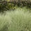 Thumbnail: Miscanthus sinensis 'Morning Light'
