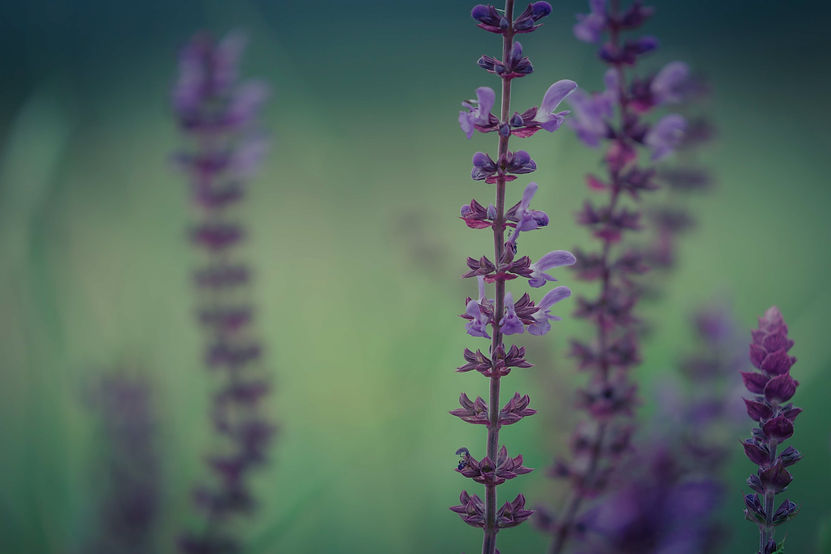 salvia-nemorosa-macro-bacground-sun-flare-added-2024-10-16-13-28-40-utc_edited.jpg
