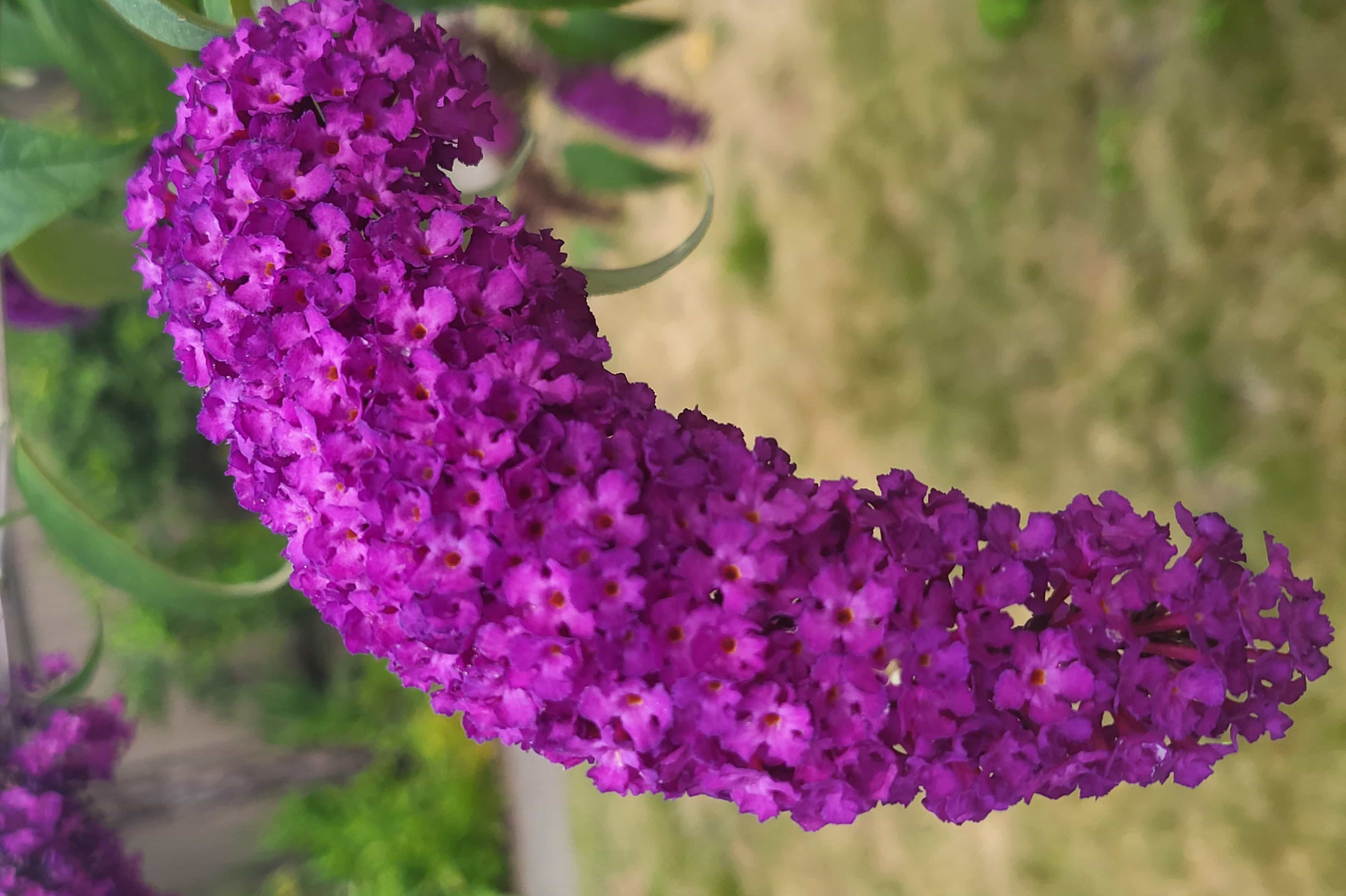 Buddleja davidii 'Nanho Purple'