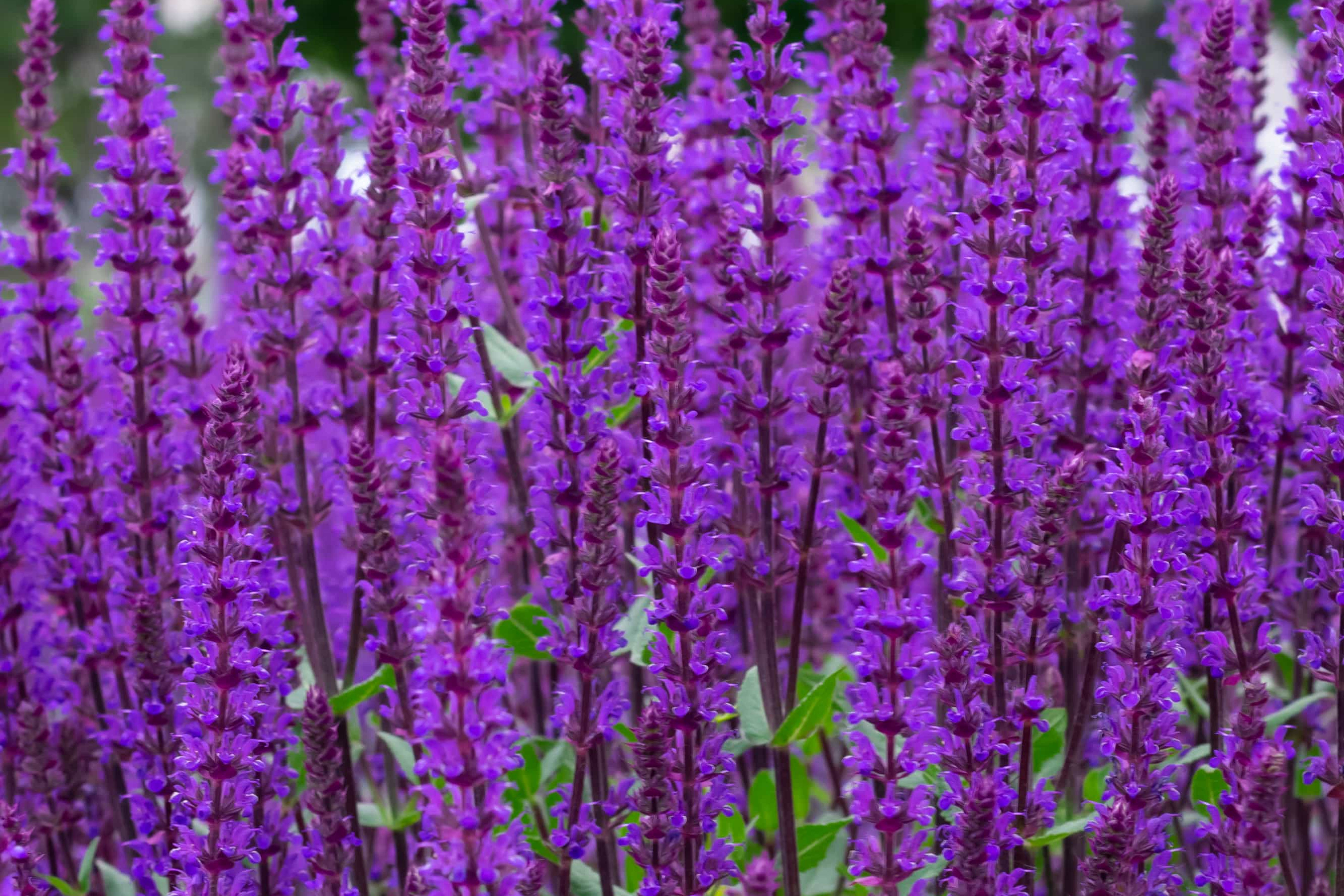 Salvia nemorosa 'Caradonna'