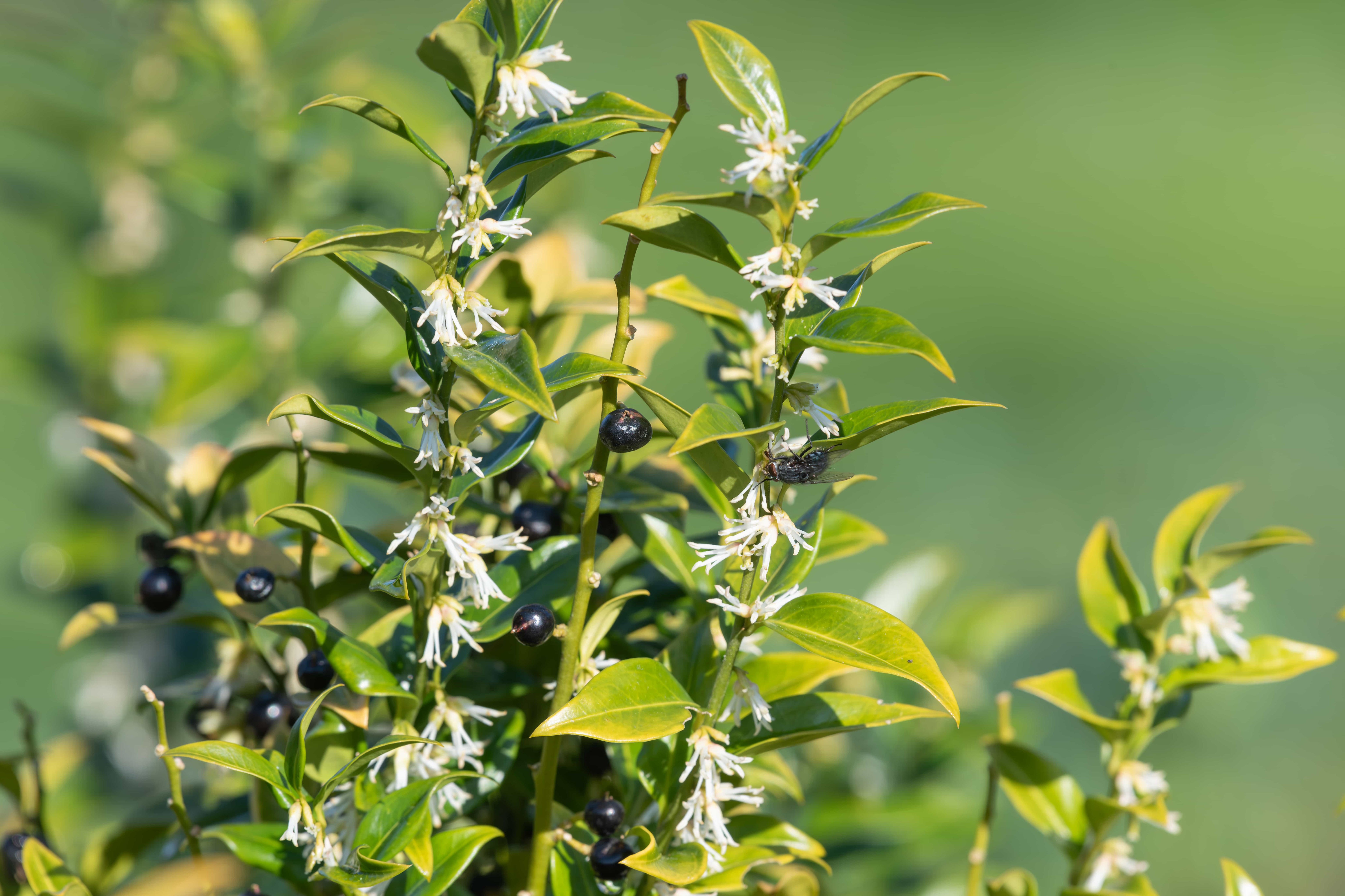 Sarcococca confusa