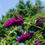 Thumbnail: Buddleja davidii 'Nanho Purple'