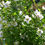 Thumbnail: Philadelphus 'Manteau d'Hermine'