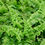 Thumbnail: Dryopteris filix-mas 'Crispa'