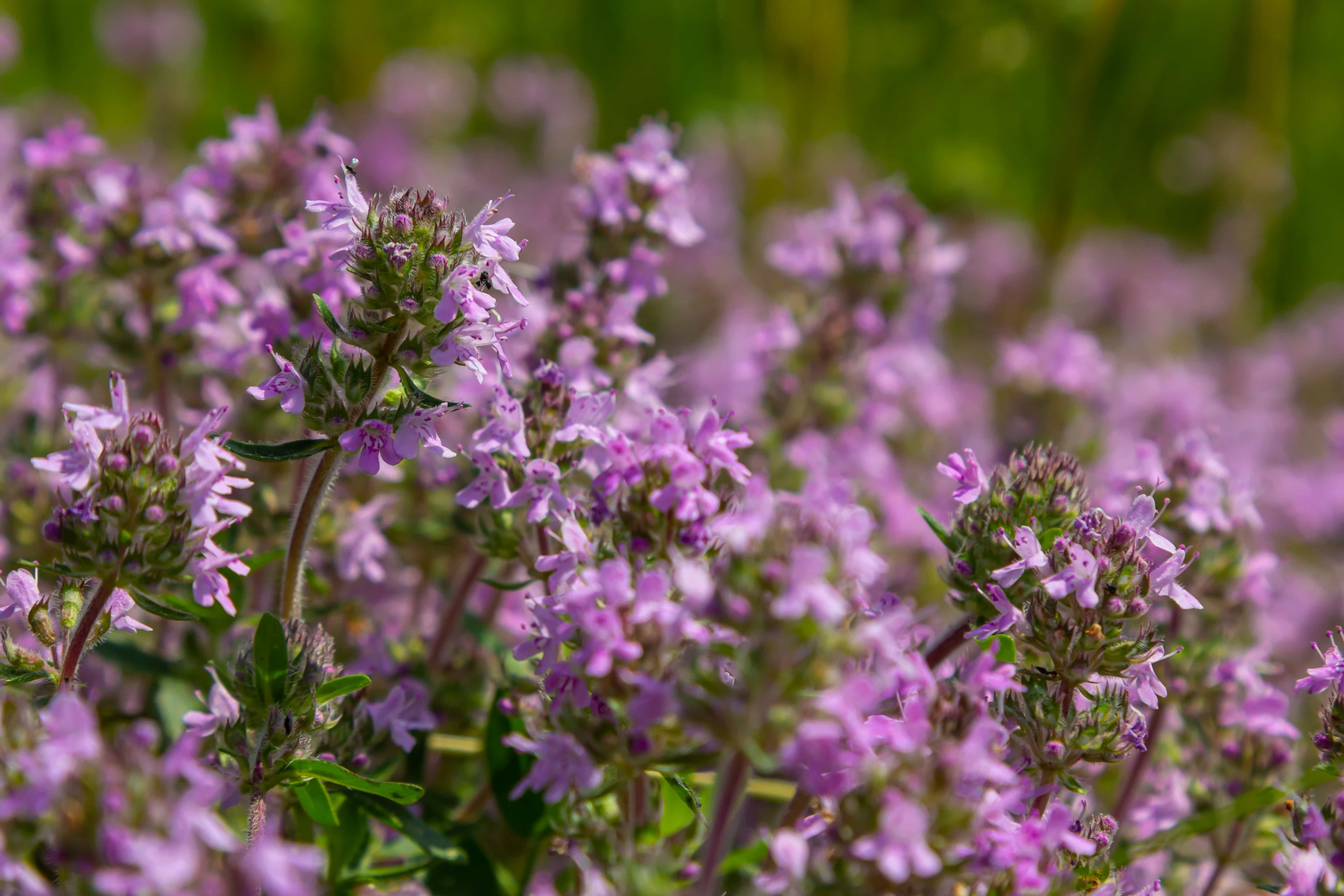 Thymus serpyllum 'Elfin'