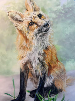 Colorful drawing of a playful and inquisitive fox.