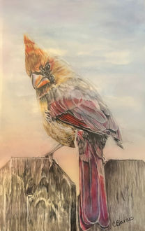 A female Cardinal perched on a fence.