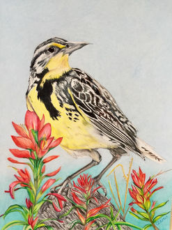 A brightly drawn Meadowlark perched on an Indian Paintbrush.
