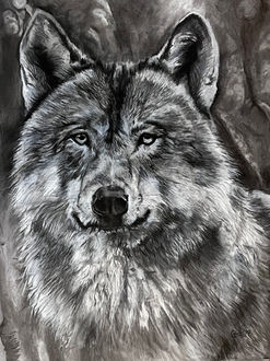 Black and white pencil drawing of a wolf.
