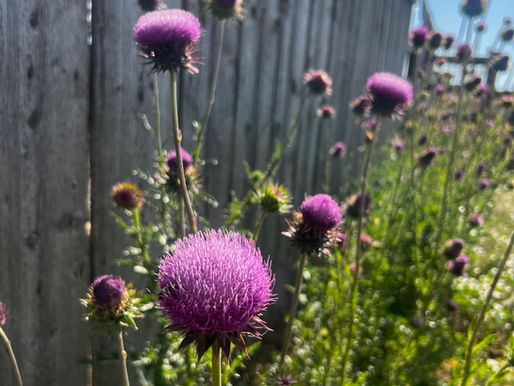 Northern Colorado Sheep Pasture Weed Identification Guide
