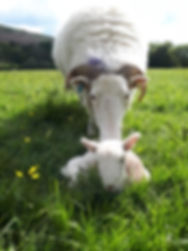 LAMBING ON FARM.jpeg