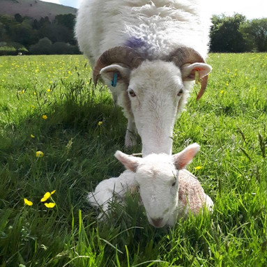 LAMBING ON FARM.jpeg
