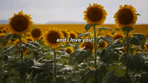 "Untitled (Sunflowers)" 2/3