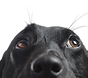 Closeup of a Black Dog_edited_edited.png