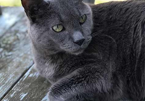 Grey cat laying down