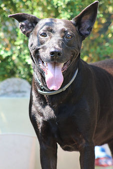Black dog panting