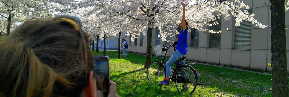 Photography of cherry blossoms and bicyle on Ljubljana bike tour.