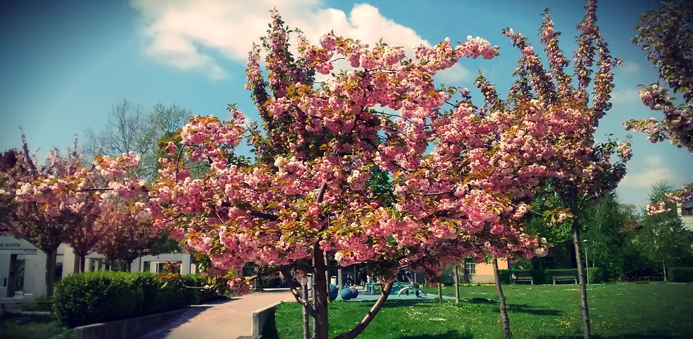 cherry blossom in Ljubljana, Slovenia spring