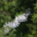 GARDEN tABLE.jpg