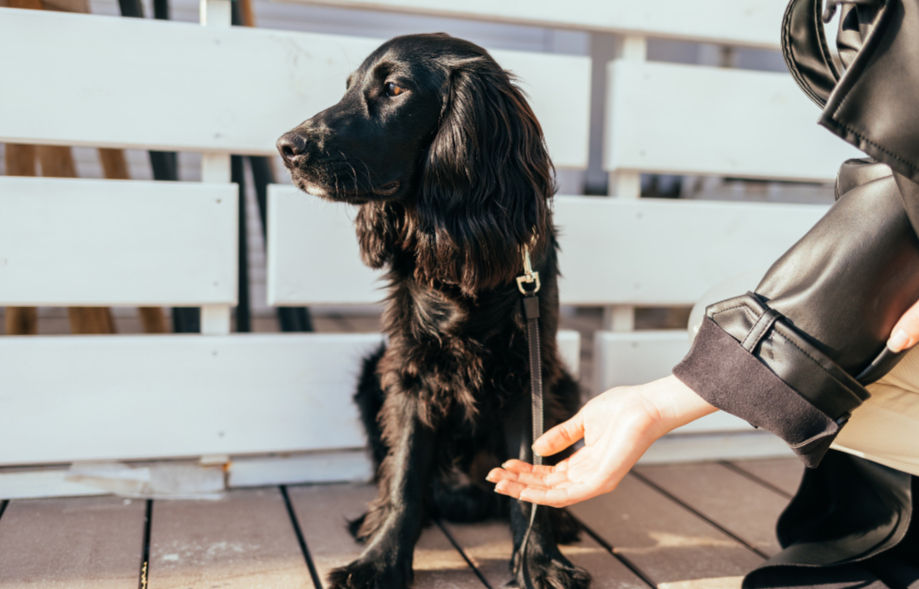 Der Mensch bietet Orientierung an – doch der Hund ist in diesem Moment stärker mit seiner Umgebung beschäftigt.