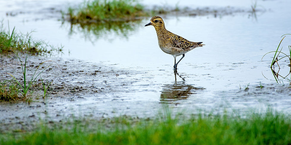 Pacific golden plover at Bundala National Park