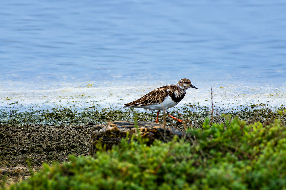 Ruddy turnstone at Bundala National Park