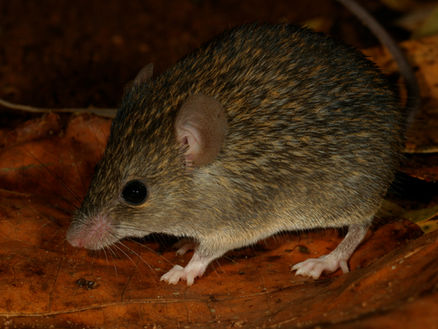 Sri Lanka’s Newest Mouse Species