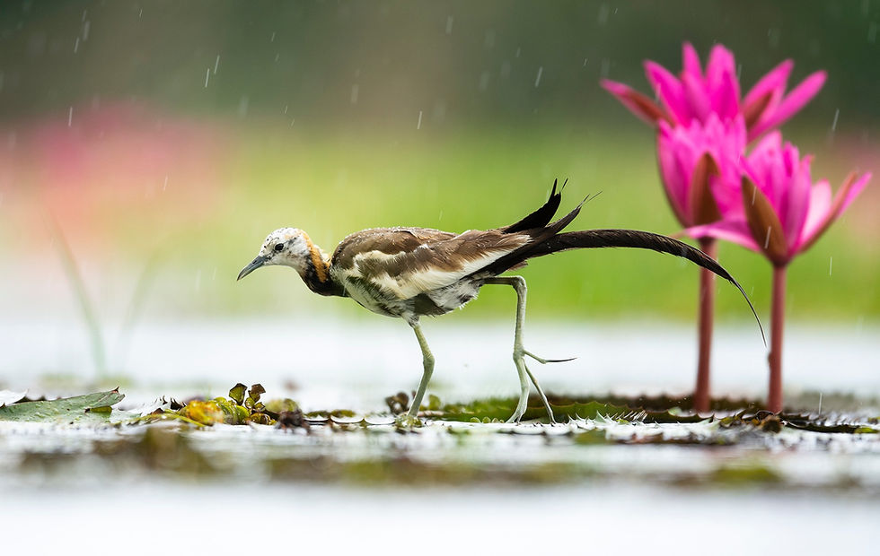 Pheasant-tailed Jacana at Talangama
