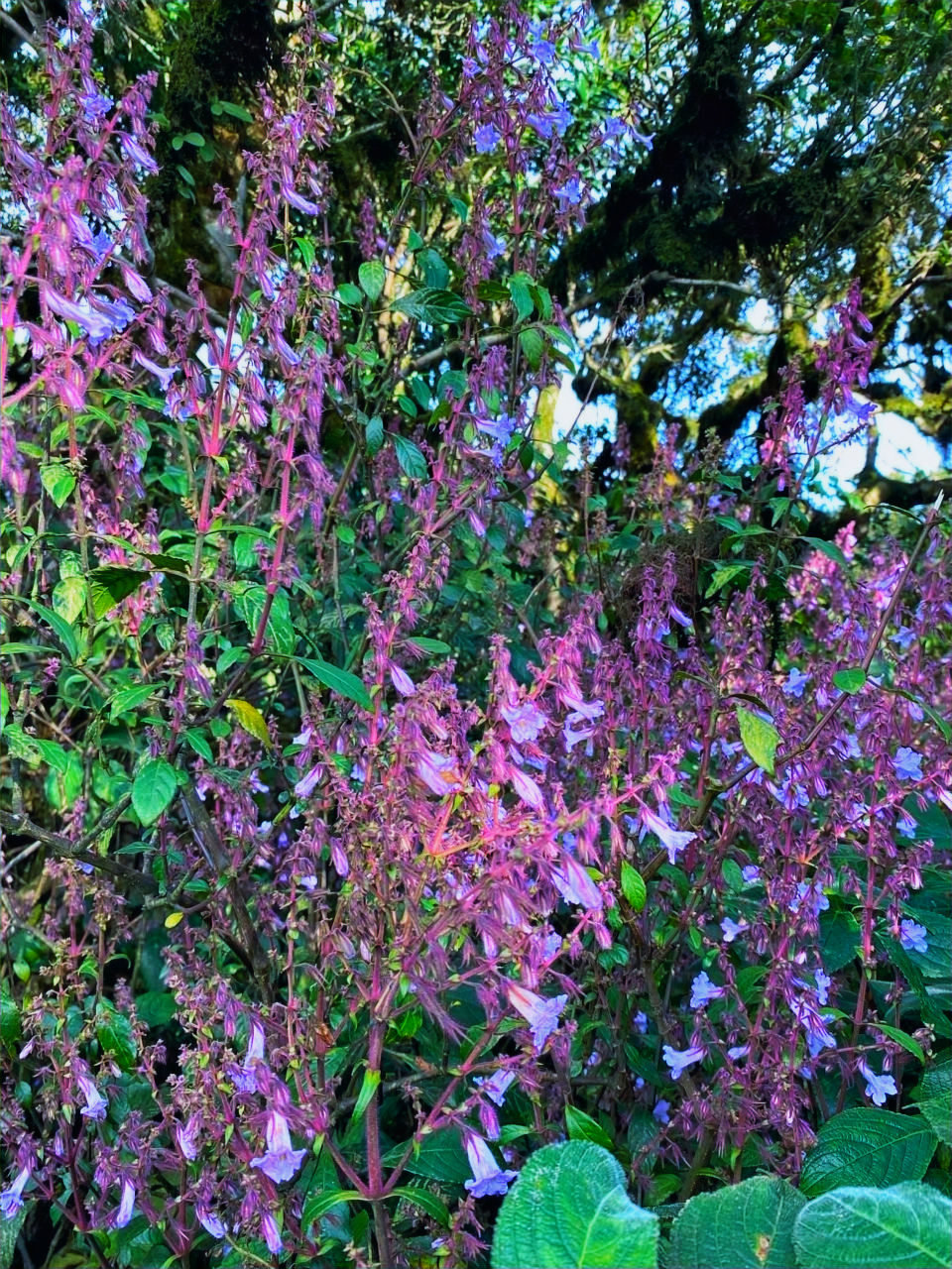 Nelu plant Horton Plains