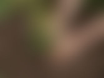 LANZAN PROYECTO PARA SEMBRAR 20 MIL ÁRBOLES URBANOS EN ELSUROESTE DE PUERTO RICO