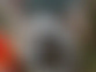 DRNA autoriza la caza “sin límite” de cinco serpientes