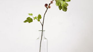 fig_branch.jpg