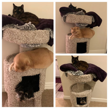 Kitty Tree & a Puppy