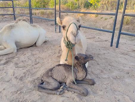 Care of Creation Tansania