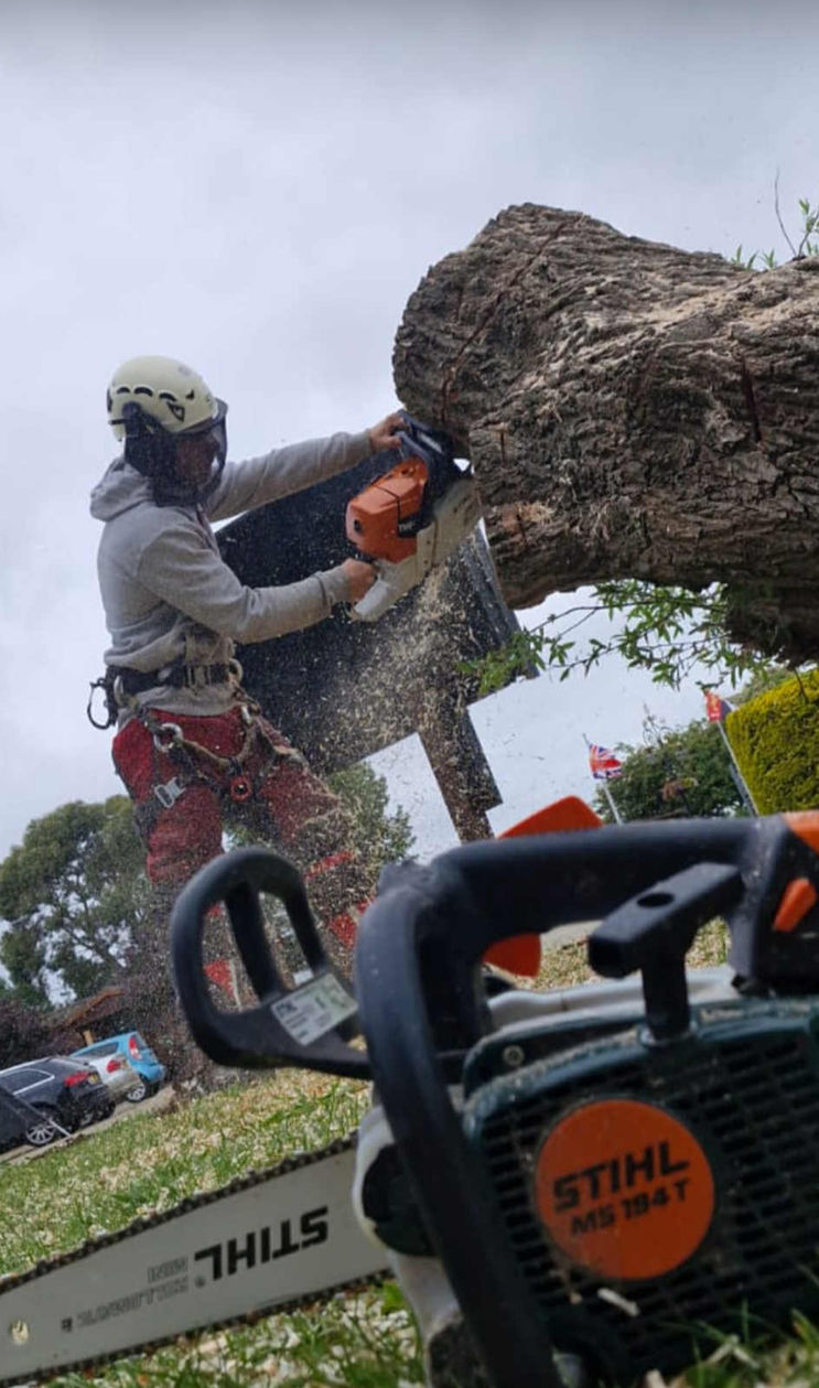Cutting remaining tree with chainsaw in view