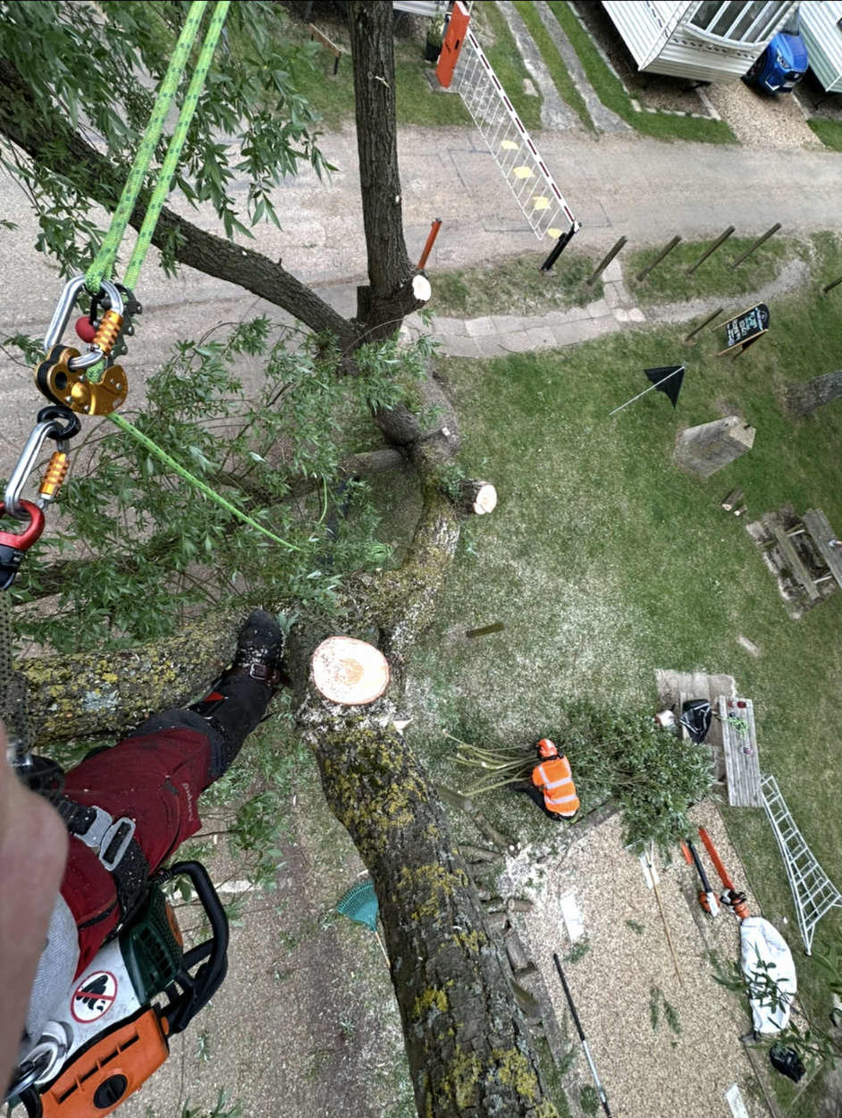 View looking down from tree being dismantled