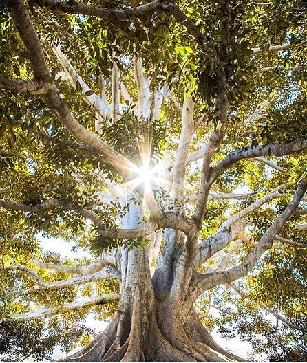 Natalie Seigne | Fremantle, WA | Reiki Healer, Shamanic Healer, Spiritual Guidance, Energy Healer, Life Coach, Holistic Healing, Counselling