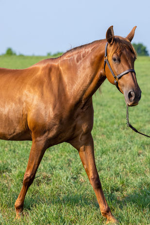 Boni Kriptonita II-3.jpg