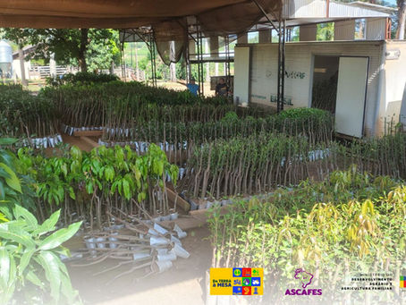 Chegada de mudas marca início das ações do projeto Terra a Mesa 2 em Mato Grosso do Sul
