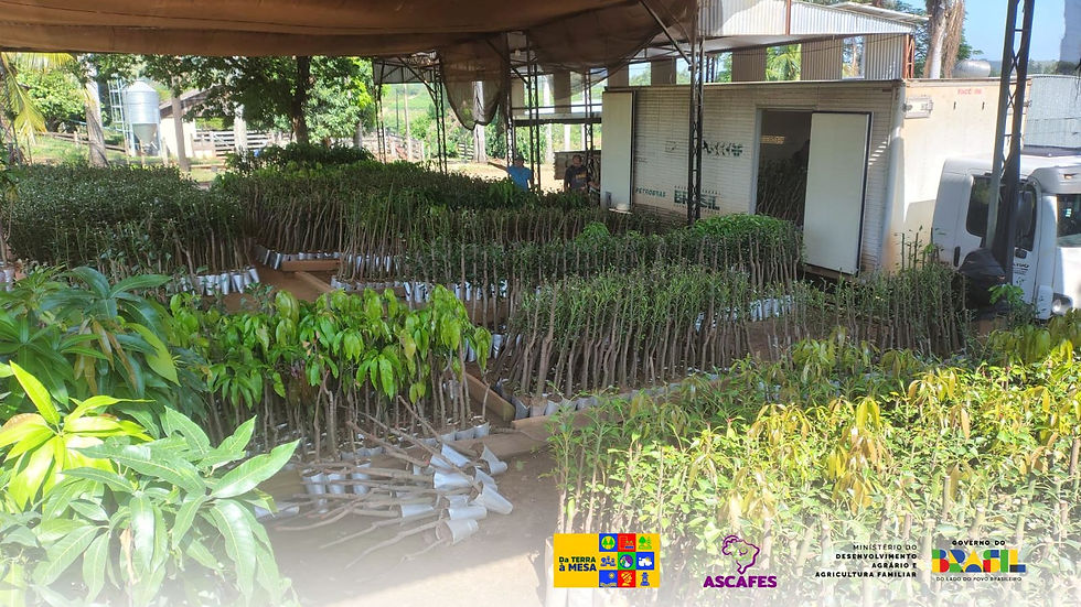 Distribuição de mudas inicia nova etapa do projeto Terra a Mesa 2