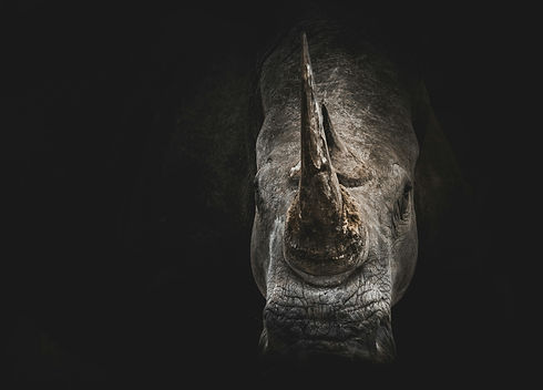 Rhino.jpg
