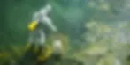 algae ctrl.webp