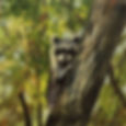 Bandit