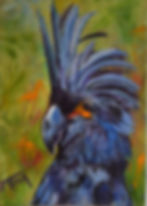 Blue Cochatoo