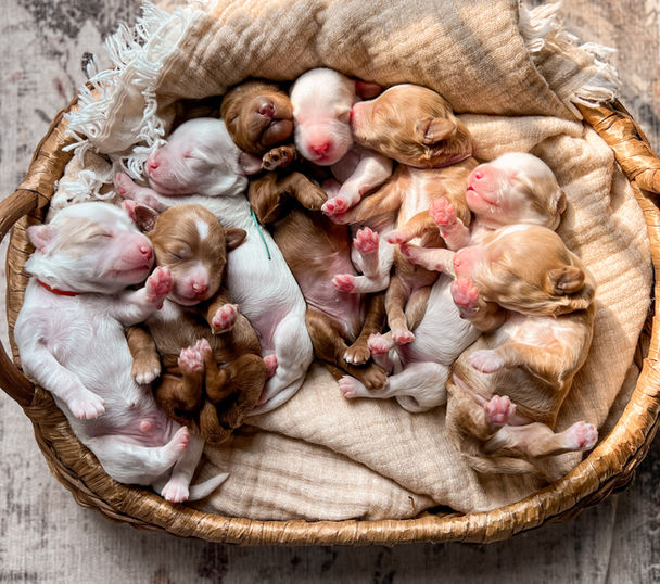 petite goldendoodle puppies
